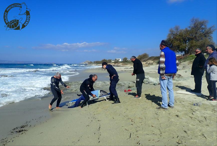 This Dolphin saving operation in Naxos will warm your heart